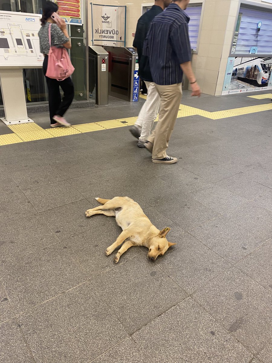 CirkinIstanbul's tweet photo. Türkiye’de köpek olmak.

Hasbelkader dünyaya köpek olarak gelmişsin.

Sokakta doğup büyümüşsün. Kendi halinde yaşayıp gidiyorsun. Kimseye bir zararın yok. Uzaklarda bir köpek birine havladı diye seni ve diğer tüm köpekleri öldürmek istiyorlar. https://t.co/J1yhg3hBAh