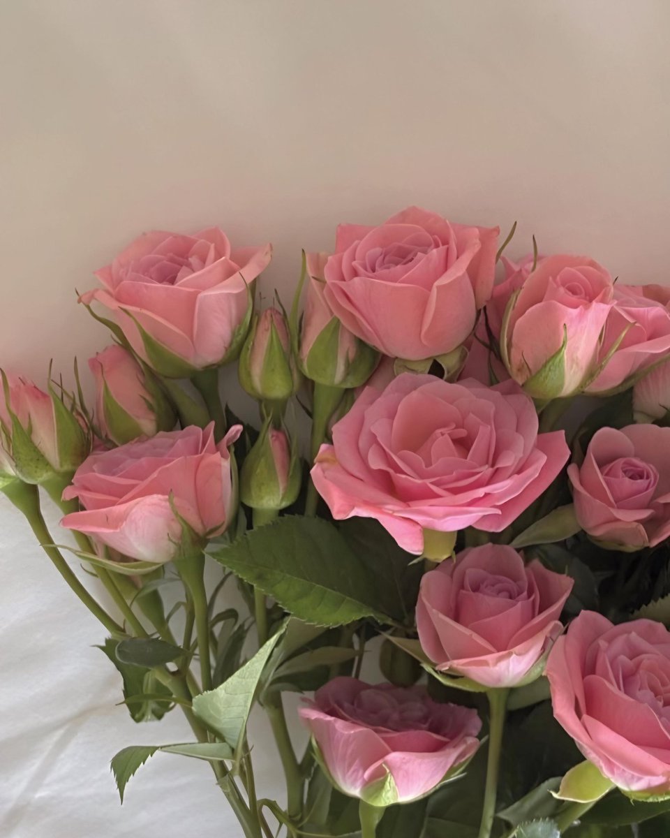 Exulansista's tweet photo. pink tulips or pink roses? https://t.co/CmbBhwv5En