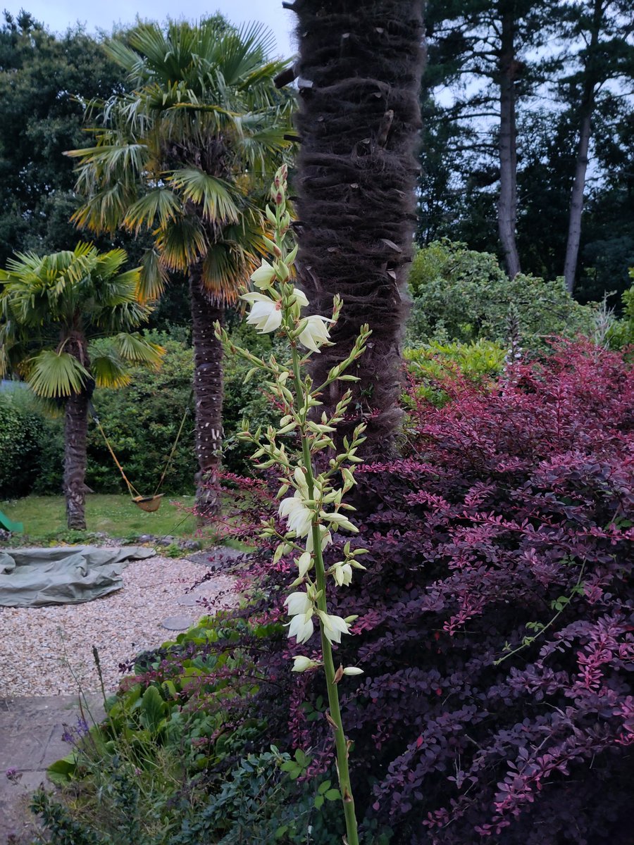 This year the plants that work best in the garden are the ones I didn't do anything with. Like this yucca in flower #GardensHour