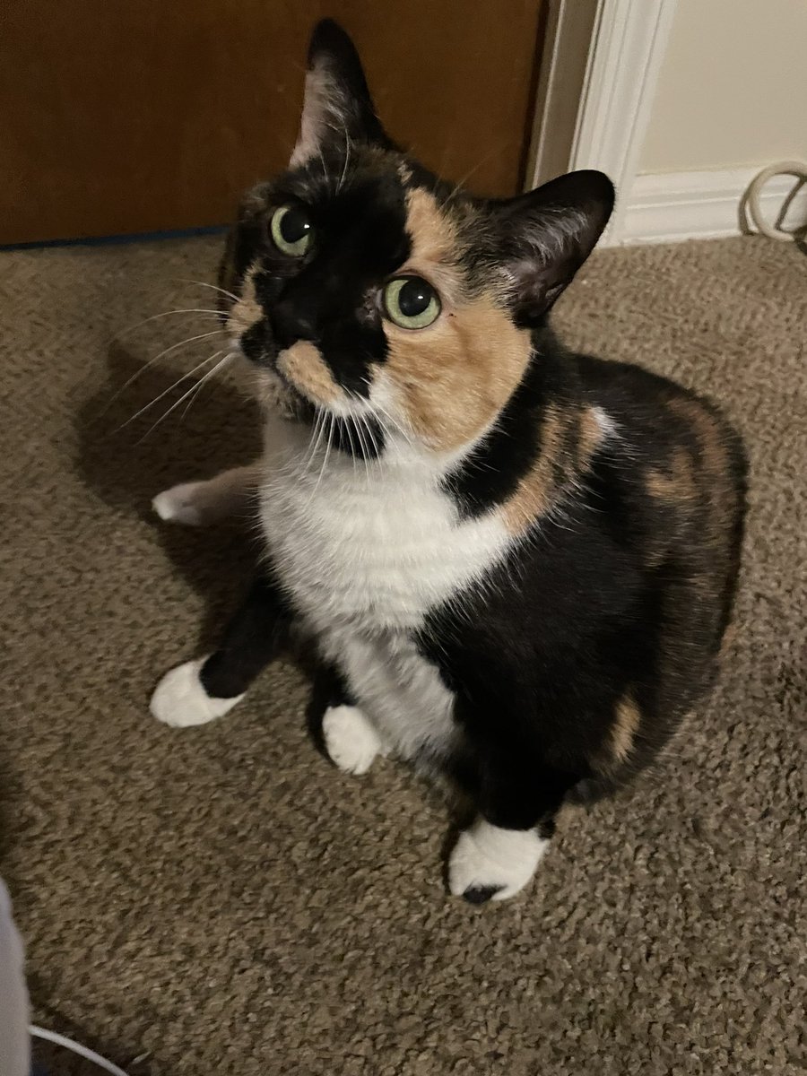 🐾 Candie & Hollie 🐾 tweet media