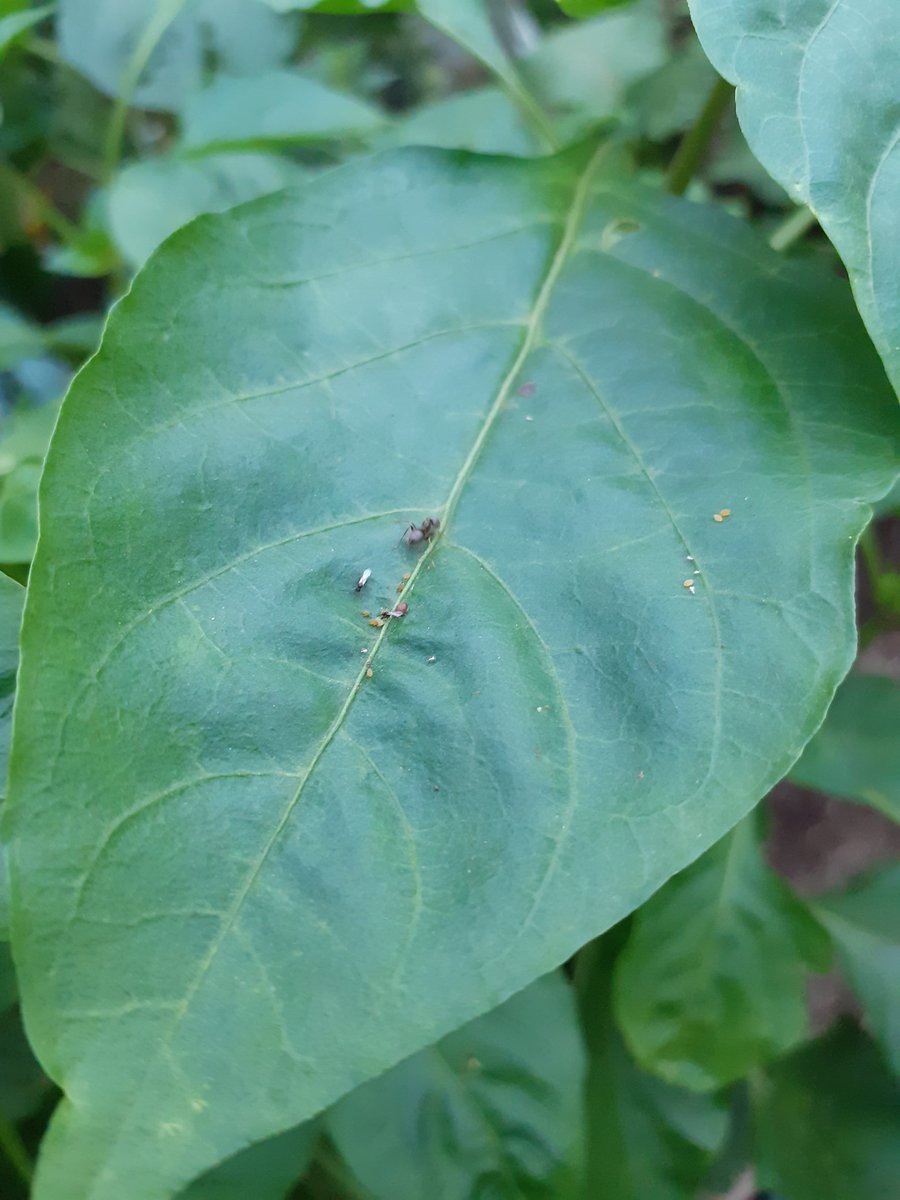 SiculePetule's tweet image. Měla jsem na paprikách dost mšic. Objednala jsem hlístice proti mravencum a teď zjišťuji, že je nepotřebuju. Jsou tam parazitické vosičky a mravenci je ignorují. Myslím, že si myslí, že jsou to ty okřídlený mšice. #objevy