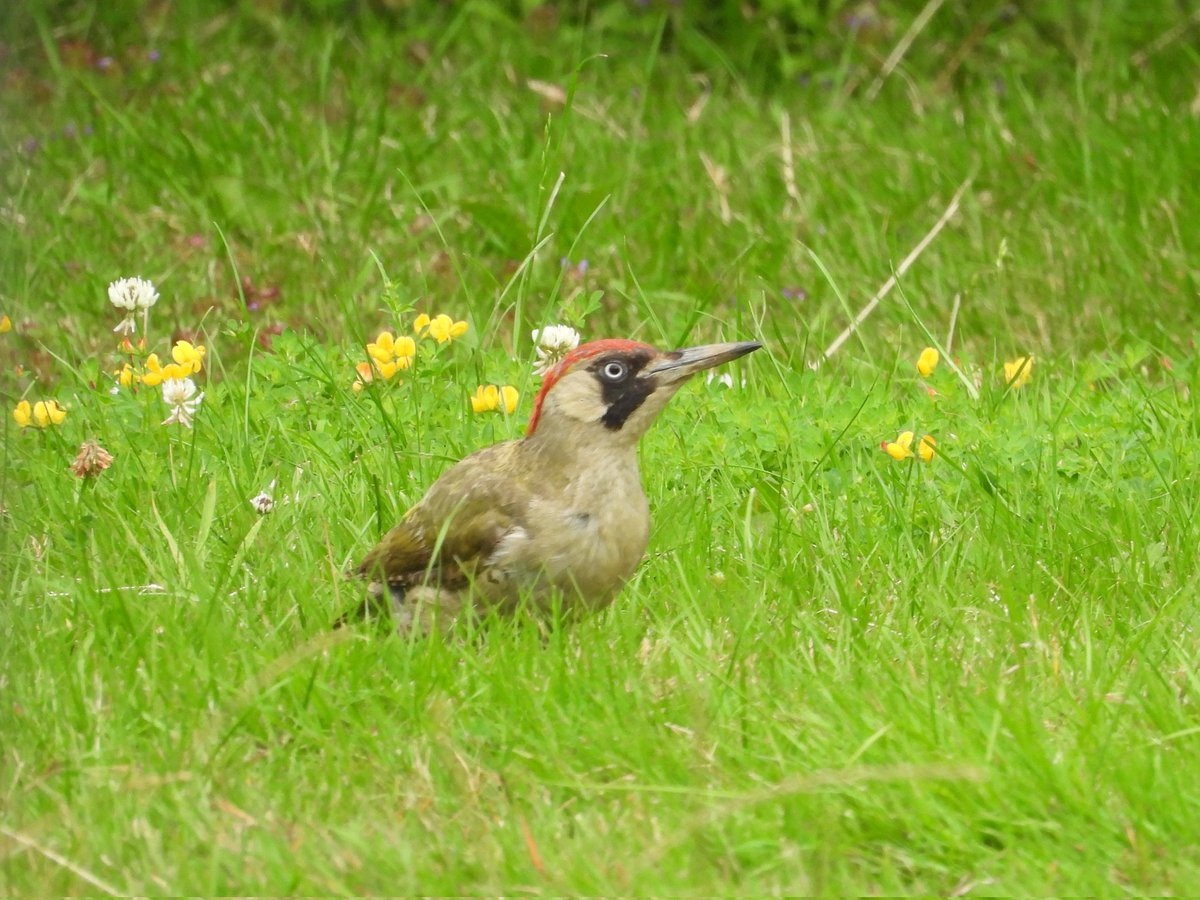 My first Green Woodpeckers at Gilwell Scout Campsite, England  today.   
<a href="/Natures_Voice/">RSPB</a> <a href="/Britnatureguide/">The British Nature Guide</a> #BirdsSeenIn2024 <a href="/ScoutingIreland/">Scouting Ireland</a> #BirdsOfTwitter #photography #birdphotography #birding #TwitterNatureCommunity