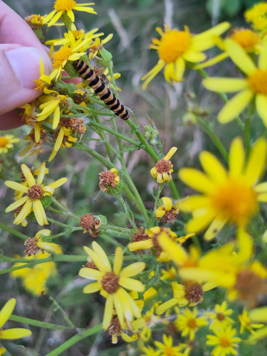 I love my small wildflower meadow at the front of the house. This year there is a lot of ragwort which is starting to be decimated by pretty cinnabar moth caterpillars #GardensHour