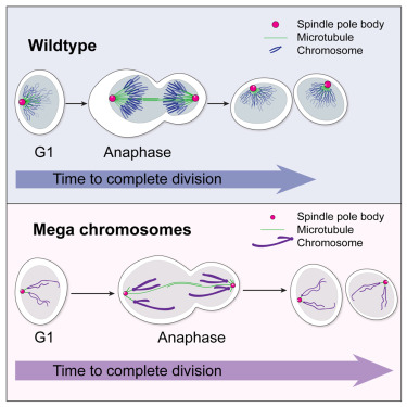 ScienceStowers's tweet image. 23 pairs! The magic chromosome count that helps humans thrive. Could we thrive if all our #DNA were arranged in two chromosomes? This study with yeast reveals how #chromosome size &amp;amp; number impact cell division, including spindle scaling, dynamics, &amp;amp; gene essentiality. (🧵1/2)