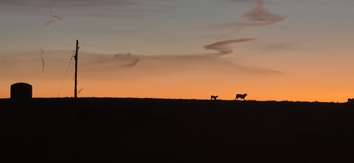 I just thought this was a cool.  Lamb following a ewe, early morning.