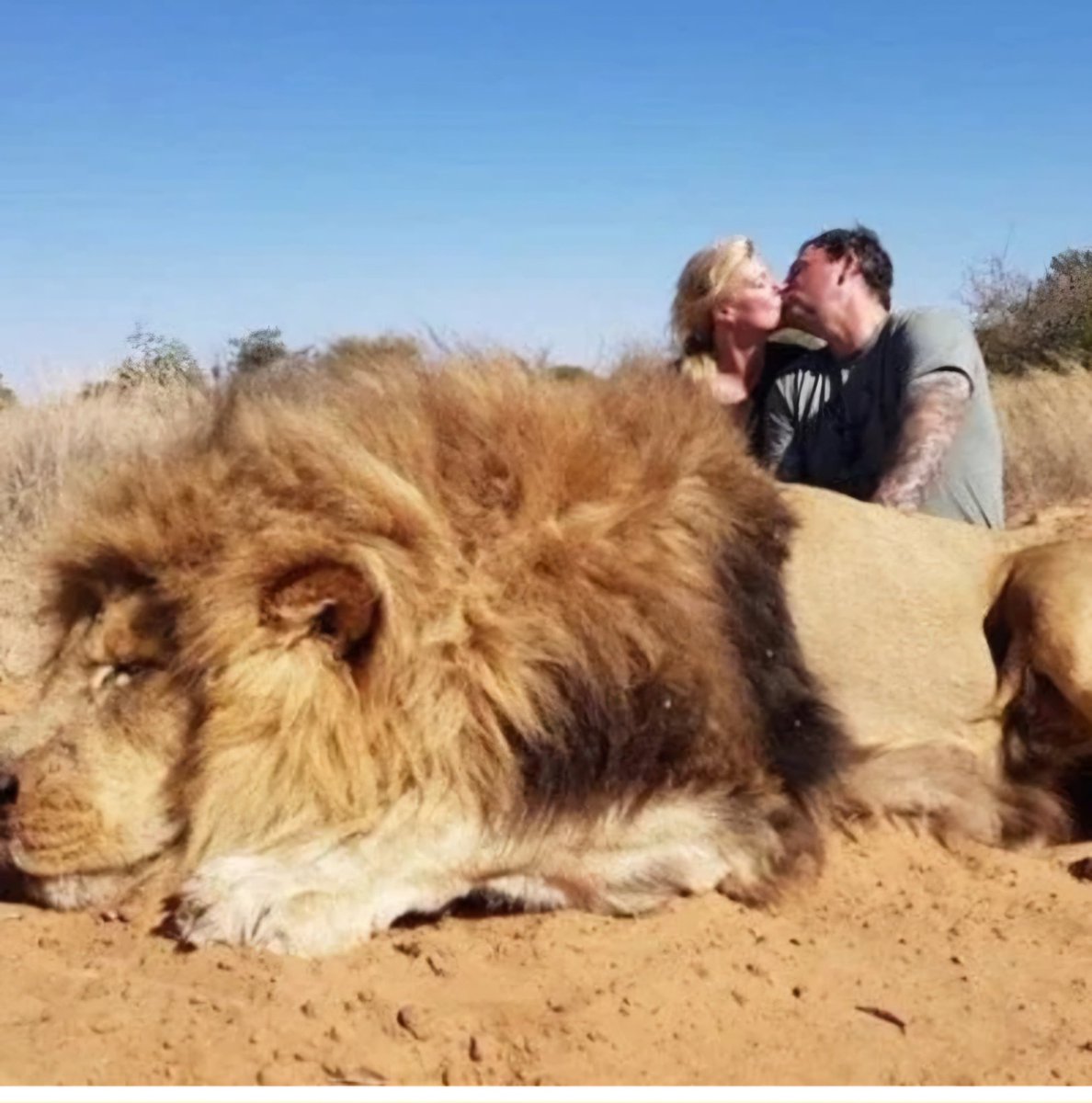 Dwa oblicza świata. Po lewej fota od KWS Kenia ratowania życia rannego lwa. Po prawej oblicze #patologiałowiecka #myślistwo i nie chodzi o to że, to jest  Afryka. Wszędzie myśliwi mają w głowie myśl aby  zabić dla trofeum, dla adrenaliny dla orgazmu? W Polsce za zabicie jak