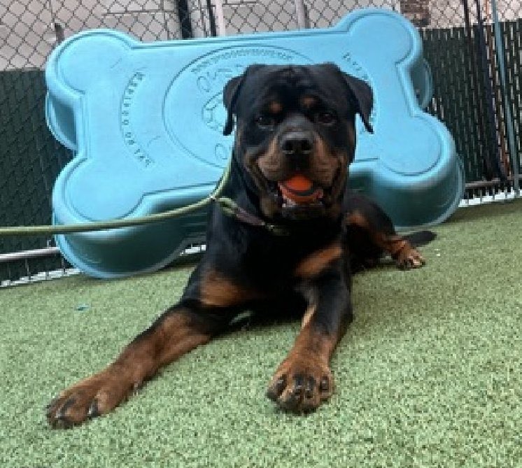 💔🐾OSPREY #NYCACC
TB☠️7/23
Found tied 2 a gate inside a building 
Easily leashed &amp; likes walks &amp; toys🧸 
Takes treats gently🧀🦴ham is his fav 
Smart, loyal &amp; loving 
Kids 13+
Mental/physical exercise 2 keep him healthy &amp; happy 
#PLEDGE #FOSTER 
#204801. 1yr
#SAVE THE PUPPIES