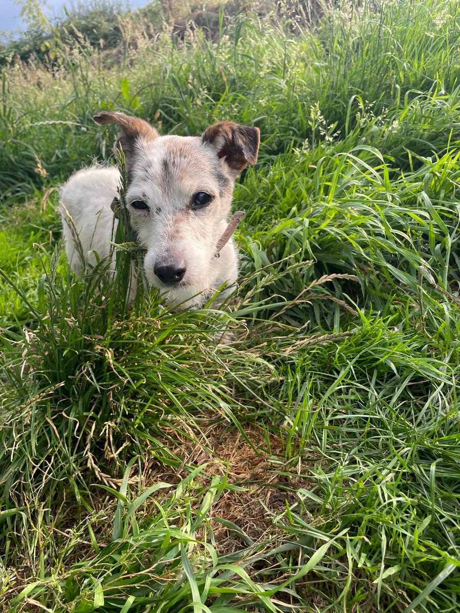 Little Jack out for a walk &amp; an adventure 

This little chap was thrown out of a car &amp; is now a lifelong resident at the #dogrescue #mgtdogrescue #rescuedogs