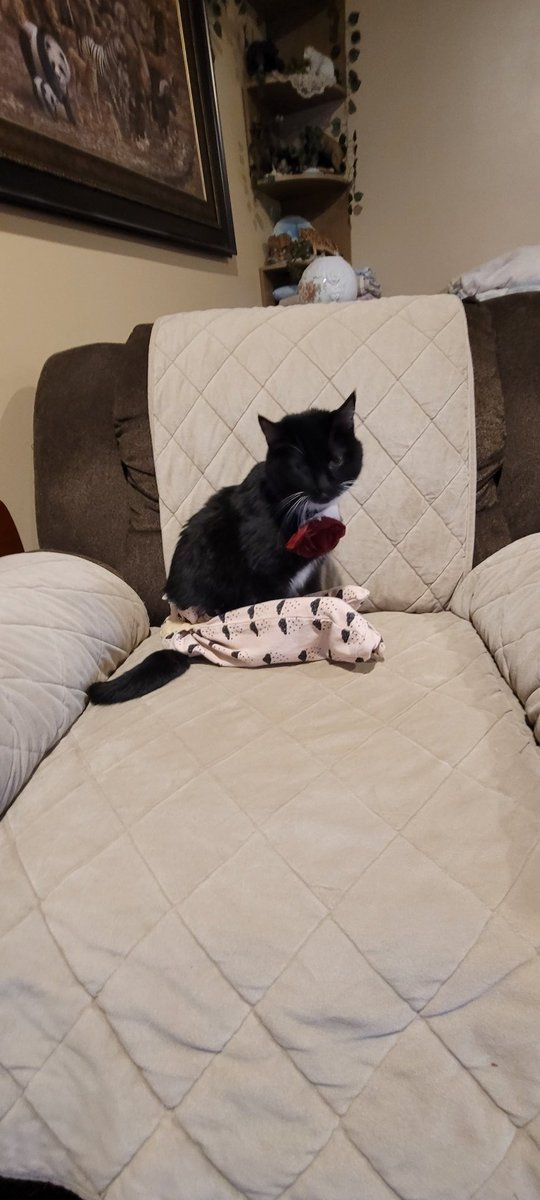 🌺Flower Fancy Pants!🌺 tweet media