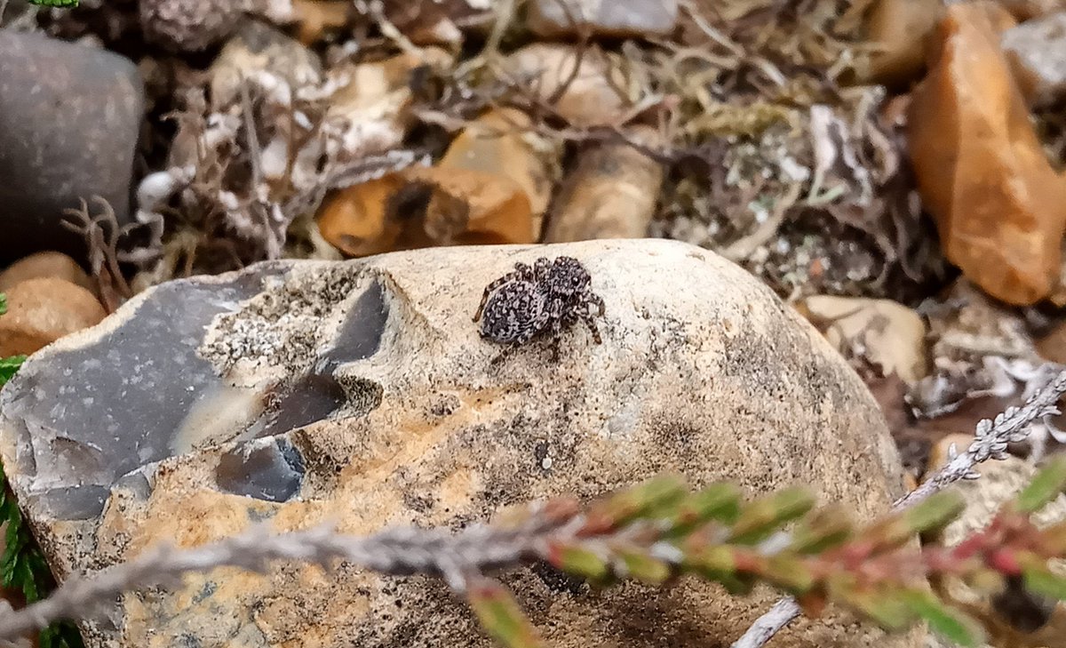 she was on full alert, twitchety and jiggity, so difficult for me to get up close before she jumped away; Aelurillus v-insignitus at Hounslow Heath <a href="/BritishSpiders/">BAS</a> @WildLondon @bug