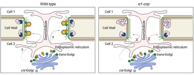 JIPBio's tweet photo. Is your Monday being *extra* Monday-ish?
Would some free #PlantScience help?
Then we've got good news for you!
Find out how α1-COP modulates #plasmodesmata function in this new #JIPB paper by Iswanto et al.
🔓⬇️
https://t.co/oVXoXsYRxQ @wileyplantsci #Arabidopsis #sphingolipid #desmotubule