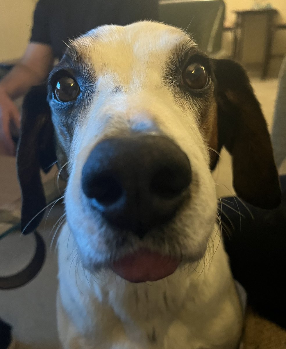 thedudewooflops's tweet photo. Mom and Dad say I have the best #boops and #bleps πΆππΌππ
https://t.co/rfC85HiubD