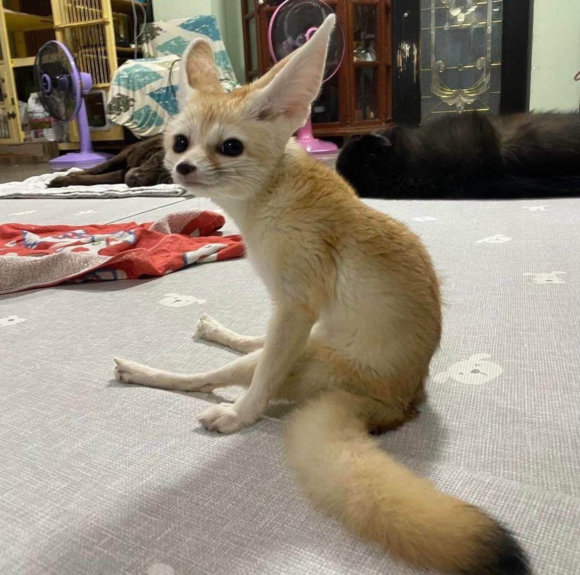 katthefennec's tweet image. 