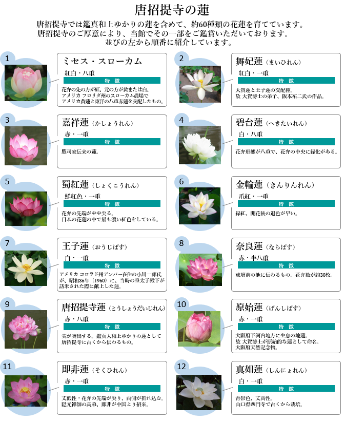 唐招提寺様のご厚意により12種類の蓮の花を置かせていただいております
