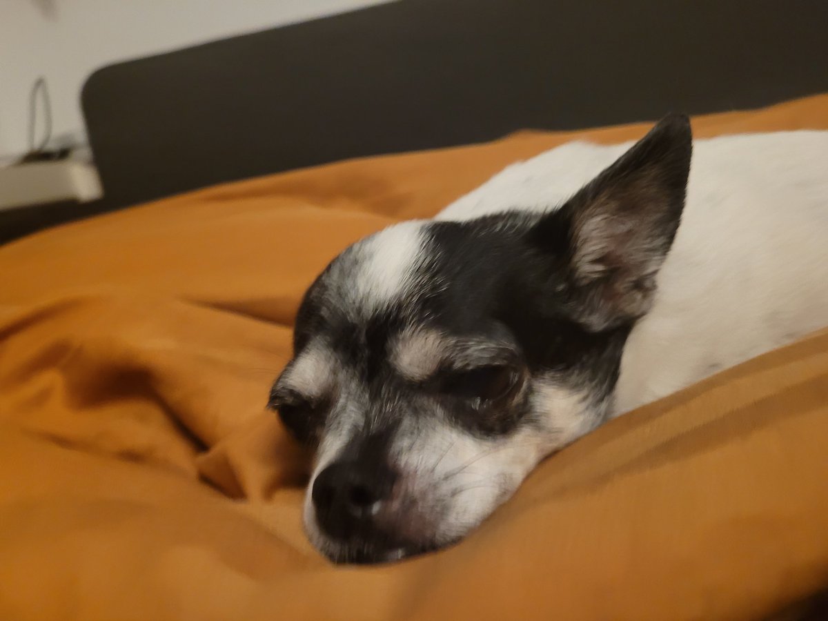 Guten Morgen, ihr Lieben. 🧡 

Wie immer viel zu früh. Wünsche euch einen entspannten Dienstag. 
🐶🍀☀️😊