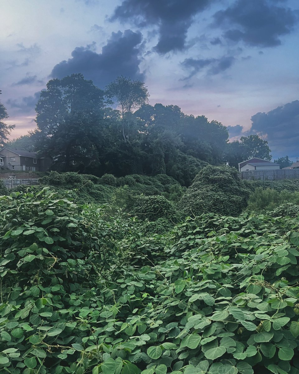 July haze - West Tennessee