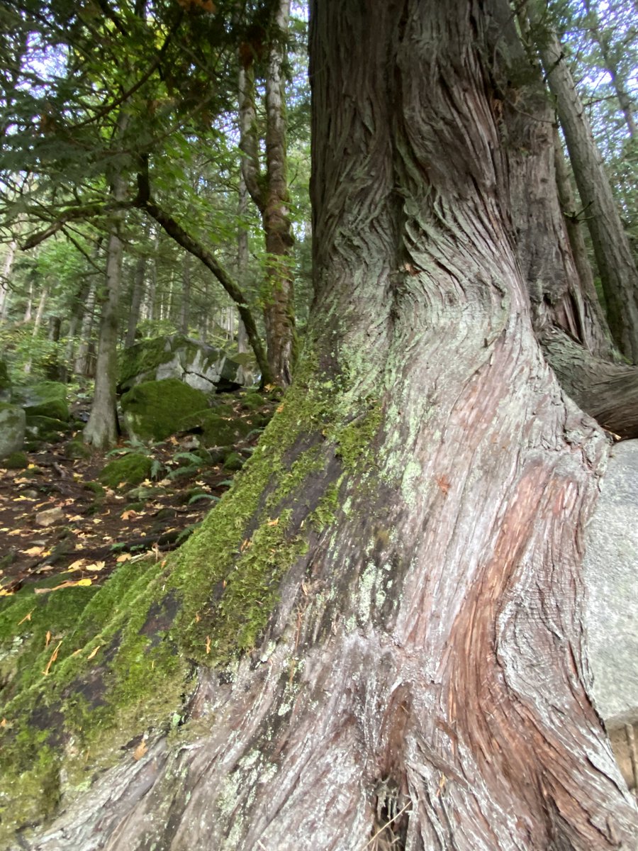 SattvaPublish's tweet image. As people alive today,
we must consider future generations:
a clean environment is a human right
like any other.
#quote @DalaiLama
 
💙💚🌳🦉🌳💚💙
#thicktrunktuesday #JoyTrain #TreeClub
#NatureBeauty #ShinRinYoku #NatureTherapy 
#inspiration @keeper_of_books 💚🌲🦉🌳💚