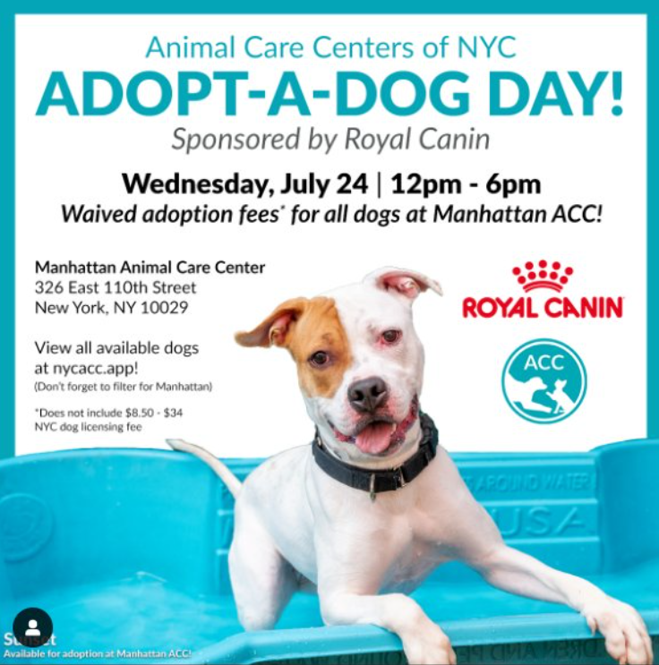 #MACC #AdoptionEvent 
#NYCACC 
nycacc.app 
#SummerFun #RescueDog

2yr olds 
Sir Benedict #WalkingMaster #203068 
Positive Vibe Baby 

Karson #Shy #204198
Build her confidence

Toad #LongStay #199378
Playful, athletic, only Pet

#AdoptMe