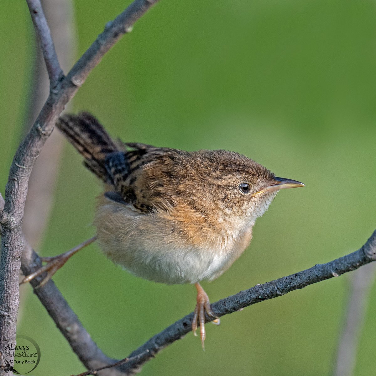 Juvenile Sedge Wren #stittsville #ontario #bird #birdwatching #birding #birdphotography #vortexbirding #vortexcanada #nikoncamera #wildlifephotography #vortexcanadabirding #birdingphotography #birdwatchingphotography #z8 #sedgewren #nikon #nikoncanada #nikoncanadaambassador