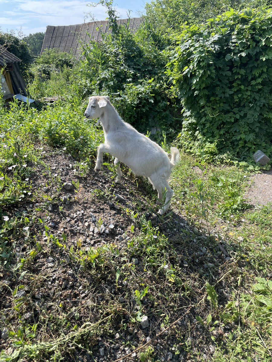 oks18's tweet image. Приходил козел