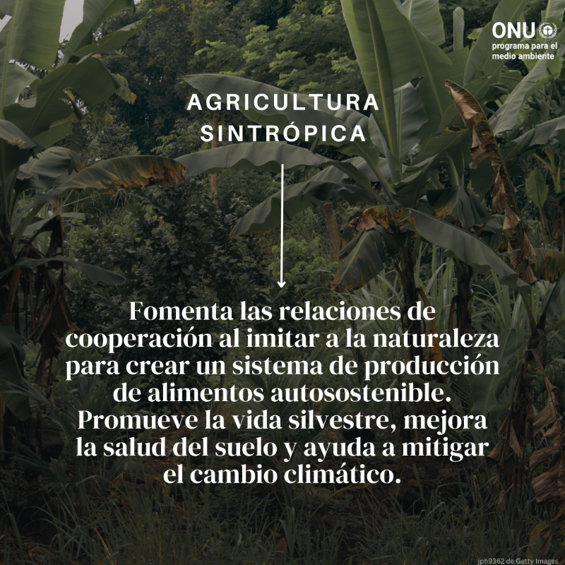 unep_espanol's tweet photo. ¿Qué acciones se necesitan para restaurar el mundo natural?

👀 No hay una respuesta única.

💡 Hay muchas formas de participar en la restauración de los ecosistemas. Todos los grandes o pequeños esfuerzos favorecen la naturaleza.

¿Qué otra acción recomendarías?
