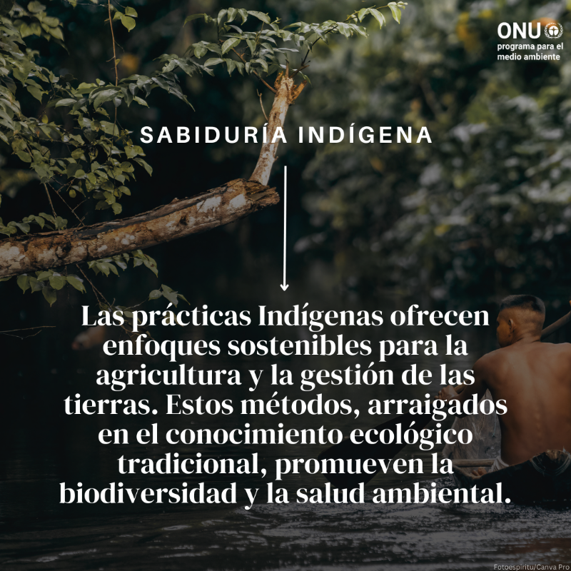unep_espanol's tweet photo. ¿Qué acciones se necesitan para restaurar el mundo natural?

👀 No hay una respuesta única.

💡 Hay muchas formas de participar en la restauración de los ecosistemas. Todos los grandes o pequeños esfuerzos favorecen la naturaleza.

¿Qué otra acción recomendarías?