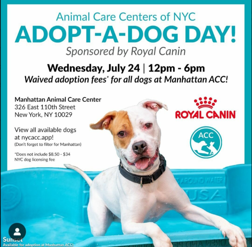 #MACC #AdoptionEvent 
#NYCACC 
nycacc.app 
#SummerFun #RescueDog

4yr olds 
Iron Titus #NervousLover #203174
🐶friendly but incredibly shy

Destiny #LongStay #200006
Canine Perfection &amp;🐶friendly

Starfire #LongStay #195183
Perfect pout give her slow intros

#AdoptMe