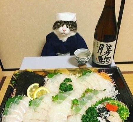 Punch Cat (@punchingcat) on Twitter photo 