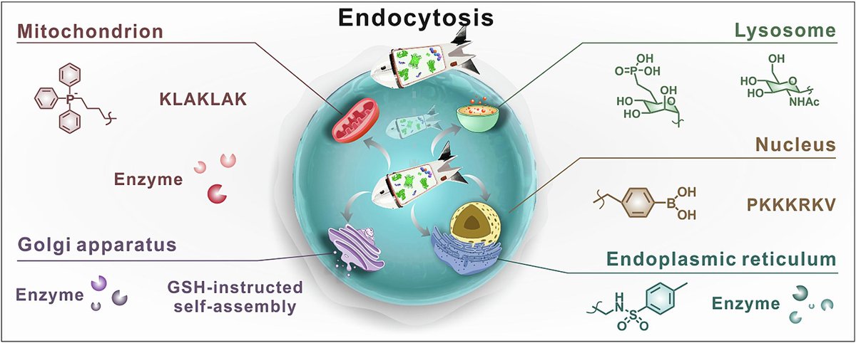 ADDReditors's tweet photo. ADDR 50 days' free access: Subcellular targeting strategies for protein and peptide delivery.
By Yiyun Cheng & coworkers @ECNUER
#OrganelleTargeting #ProteinDelivery
https://t.co/juw0ghZW0q https://t.co/DV6Fjqkbfm