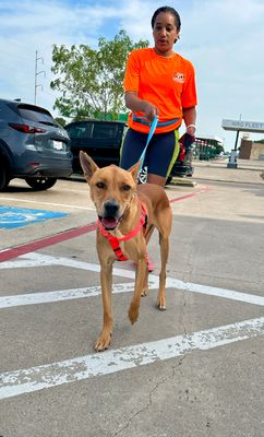 🆘🆘🆘TBK 7/23 #DallasTX THE TIME TO ACT IS NOW! EMAIL WRITE URGENT BY 11 AM OR WILL DIE!
Lucy #A1220741
adopt.adopets.com/pet/29df4dd2-2…
Rikko #A1220644
adopt.adopets.com/pet/f0cb64c9-5…
PLZ #StepUp FOR THEM! #FosterMe #AdoptDontShop #Austin #dogsontwitter #dfw #Denton #Houston #dogsontwitter