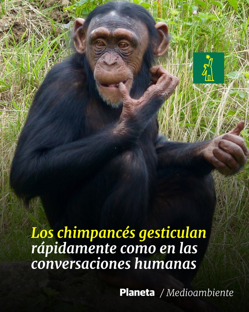 DiarioLibre's tweet photo. 🌱 |#𝐌𝐞𝐝𝐢𝐨𝐀𝐦𝐛𝐢𝐞𝐧𝐭𝐞| La sincronización de los gestos de los chimpancés y la toma de turnos en las conversaciones humanas es similar y muy rápida

🔗https://t.co/CcT4glTpmM

#DiarioLibre #Noticias #Chimpances https://t.co/hi4wwB9TfV