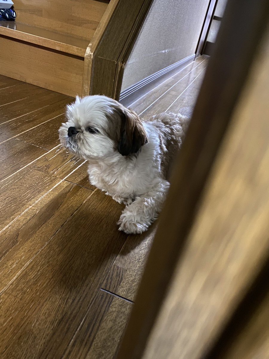 _roko318's tweet photo. はみがきも待ちます 落ち着いたら撫でてよね https://t.co/w2QUCJLCyz