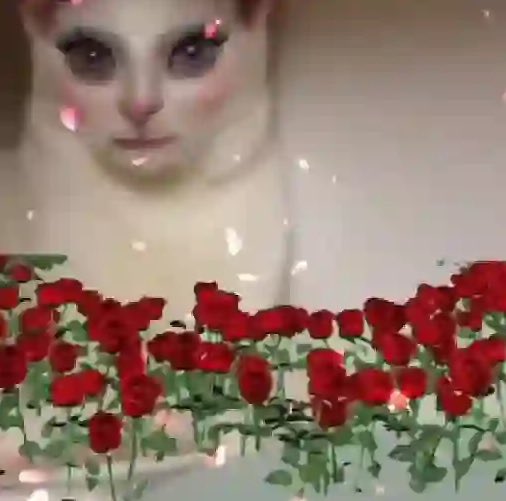 RoniCarvalhox's tweet photo. @henrique_trovo 🌹🩷🌹🩷🌹🩷 https://t.co/vMcg9Nfzj3