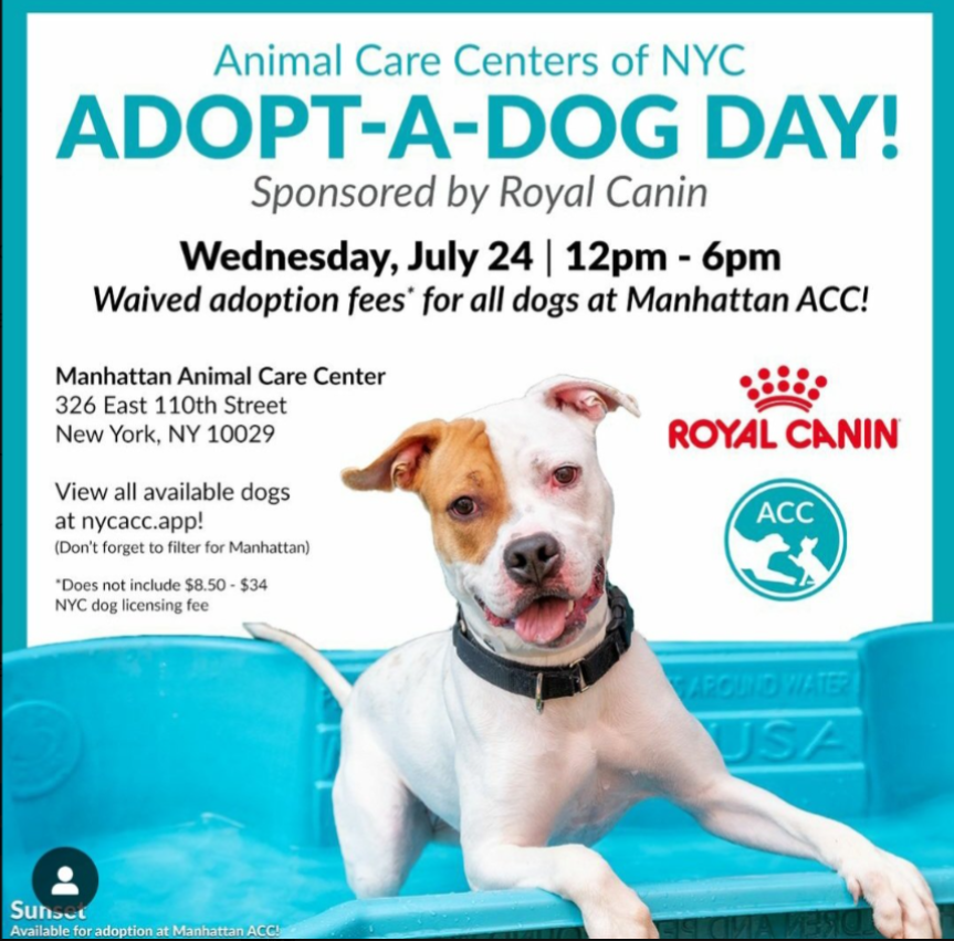 #MACC #AdoptionEvent 
#NYCACC 
nycacc.app 
#SummerFun #RescueDog

5yr olds 
Dash #LongStay #195594 
The Face of #NYCACC #Dreamboat 

Midnight #Returned #89526 
Loving &amp; scared 

Lily #MedicalNeeds #204197
Playful sweetie, sometimes shy, sometimes not 

#AdoptMe