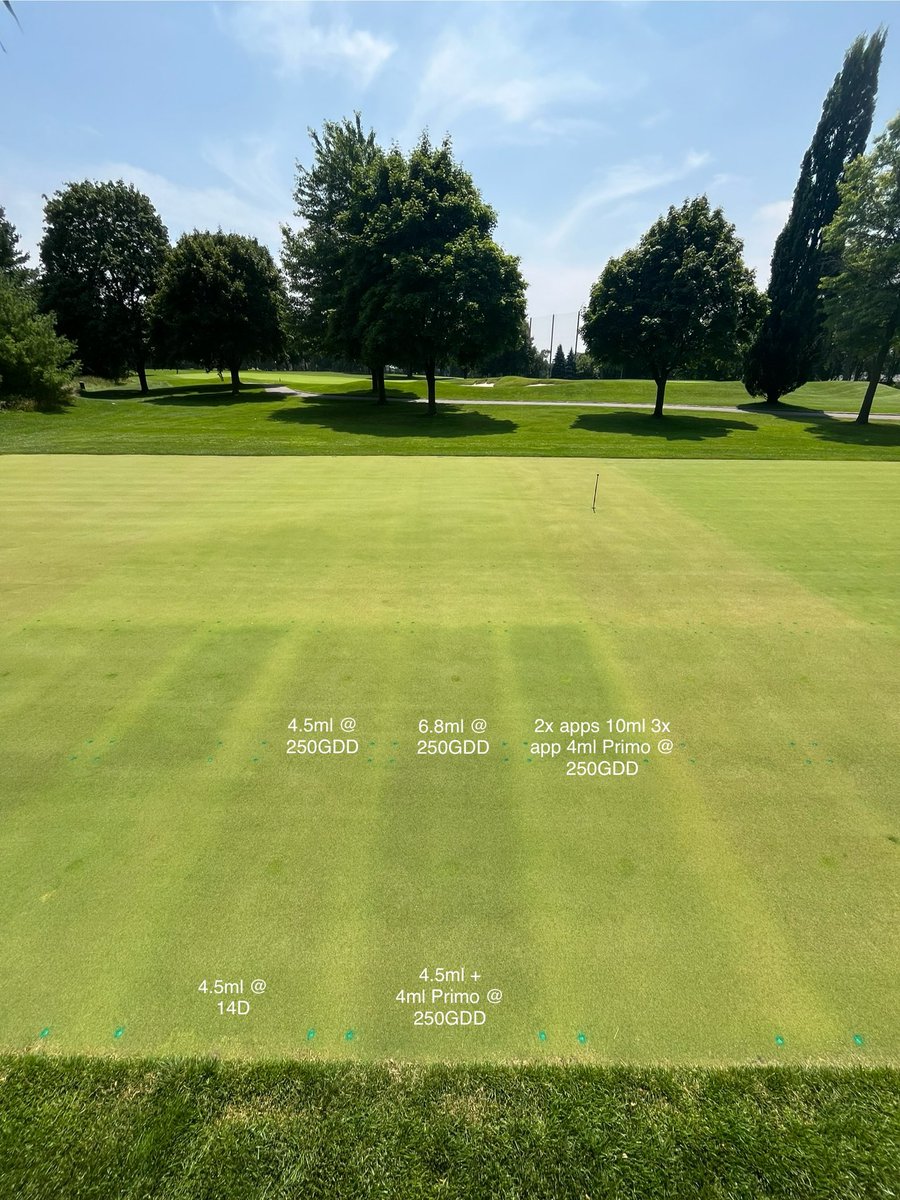 mleggturf's tweet photo. #Trimmit programs showing great colour response on CBG as we head towards August. 5 apps down, leveraging 250GDD and 14D programs. Current wet/mild week, with high GP, has Poa plugs looking happy; but GBG is winning the war. @SyngentaTurfCA https://t.co/uixineuVJi