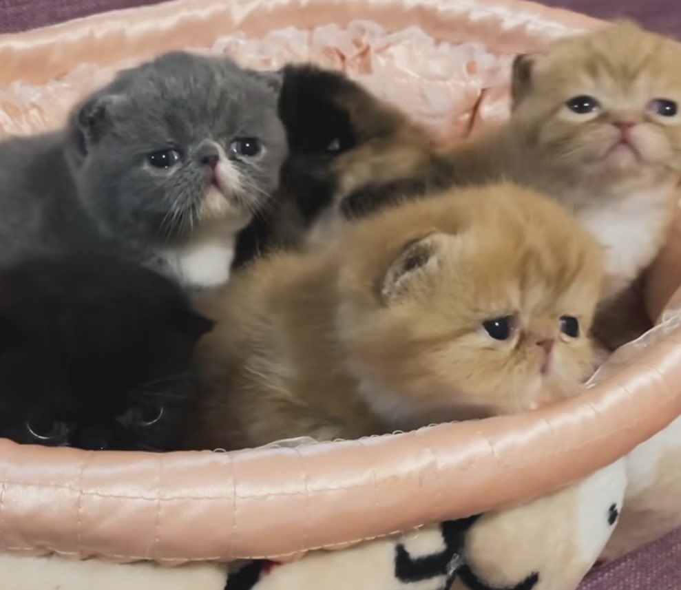 _humboo's tweet image. ggan g