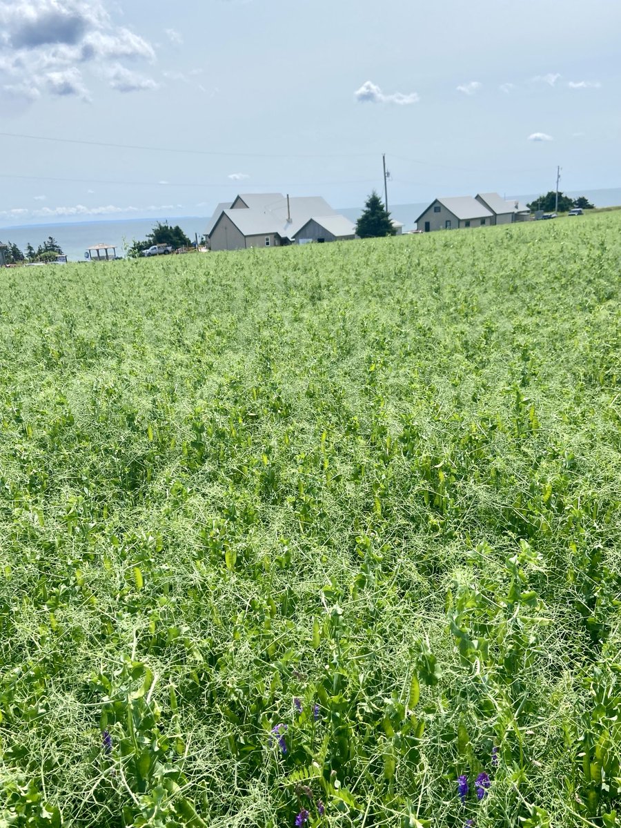 Haven’t seen this field for a while. Pea crop is looking mighty strong this year!