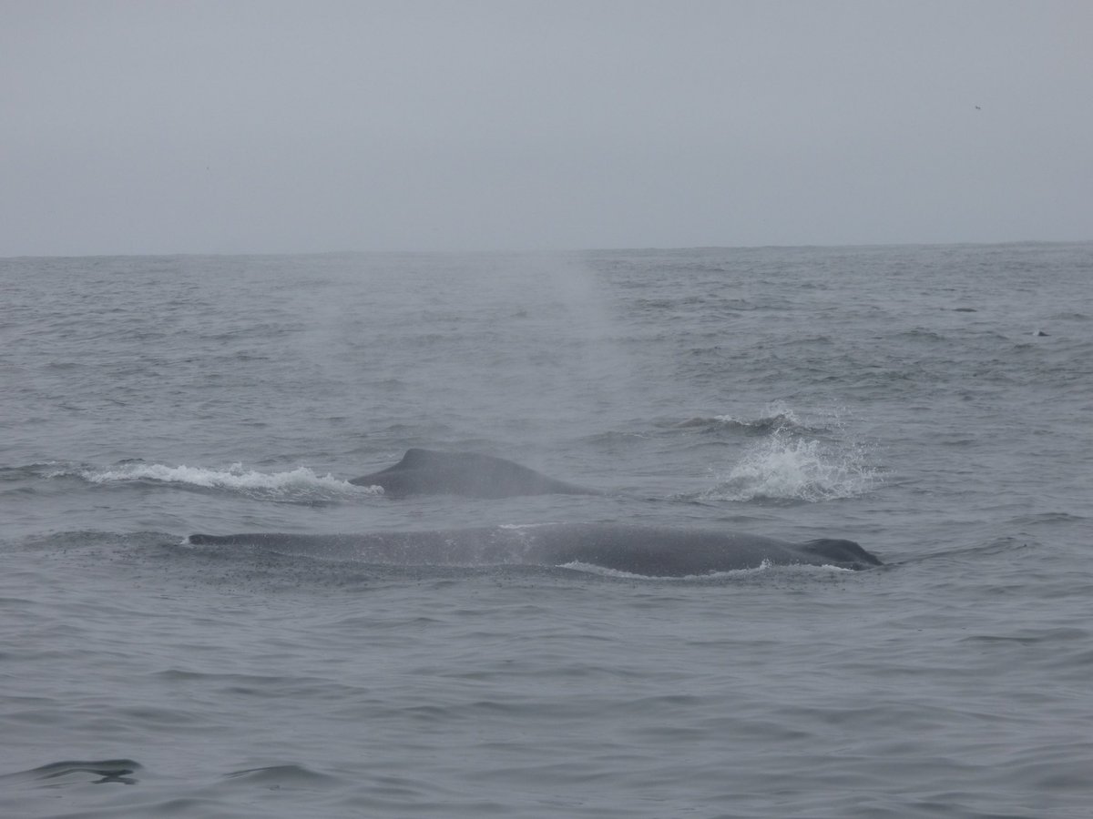 BevBishop's tweet photo. A fantastic trip with @MBayWhaleWatch today, with 30-40 Humpback Whales and hundreds of Sea Lions. At times, we were surrounded! https://t.co/h9ir3fTH1r