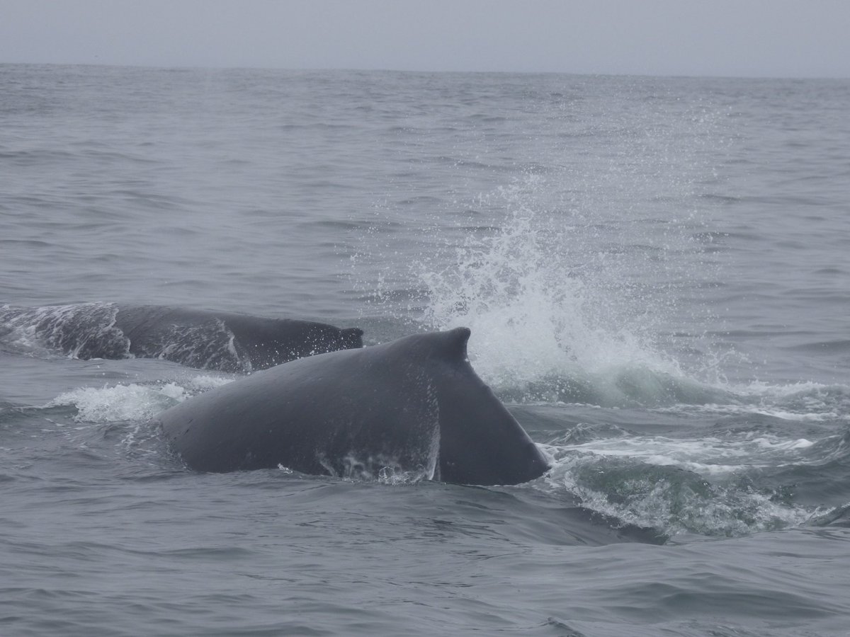 BevBishop's tweet photo. A fantastic trip with @MBayWhaleWatch today, with 30-40 Humpback Whales and hundreds of Sea Lions. At times, we were surrounded! https://t.co/h9ir3fTH1r