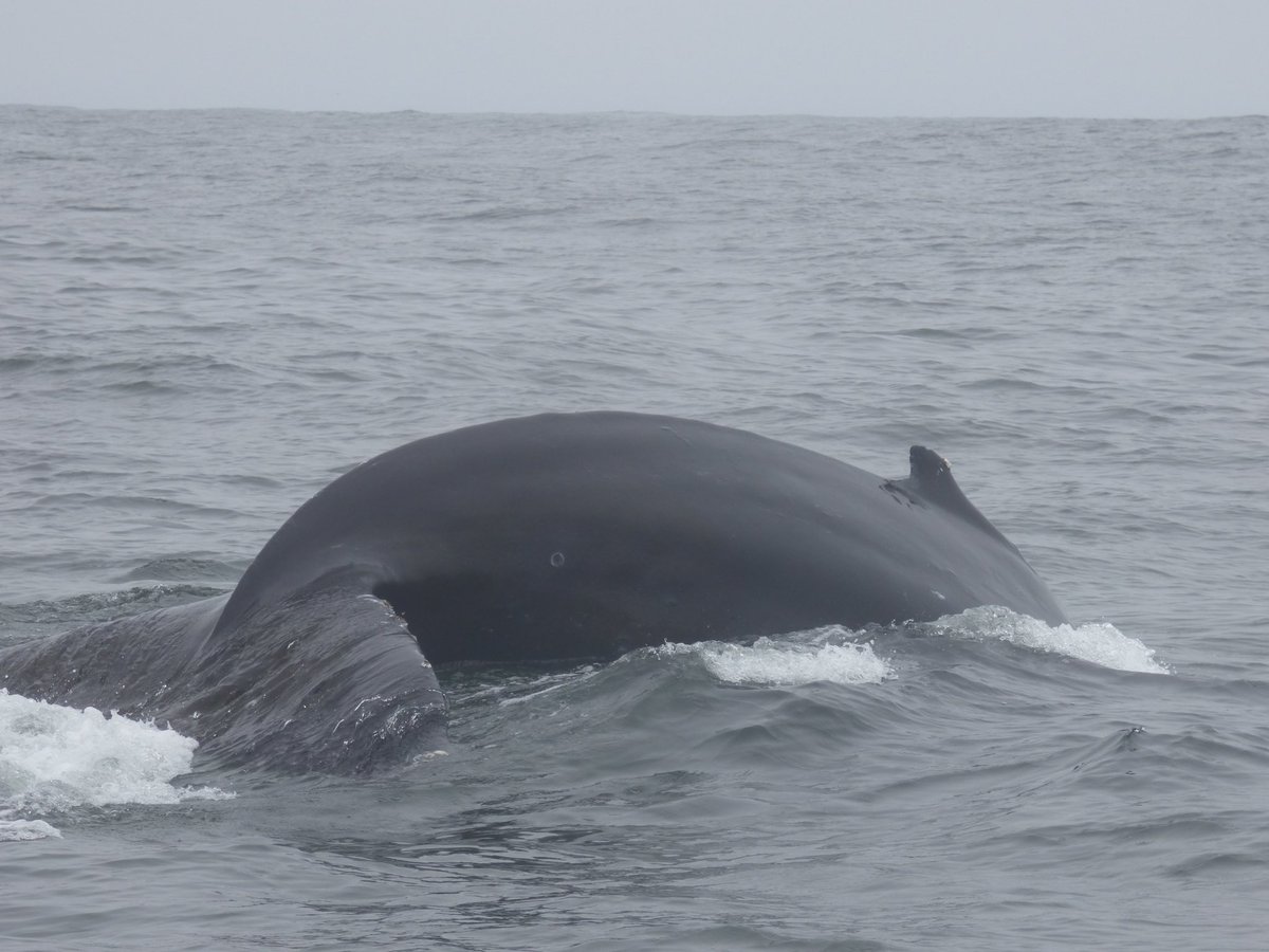 BevBishop's tweet photo. A fantastic trip with @MBayWhaleWatch today, with 30-40 Humpback Whales and hundreds of Sea Lions. At times, we were surrounded! https://t.co/h9ir3fTH1r