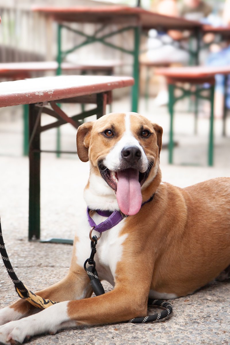 Mini photo dump from our event sunday! 
🍑🍻💙🐾🐶