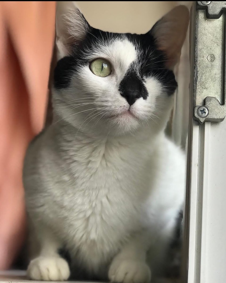 FireFortune's tweet image. Этот вечный котенок отправился на свою кошачью радугу.
Прощай, Аза. Мягких тебе облаков. Ты прожила в любви всё свое время. Спасибо, что ты тенью топала за мной своими лапками.