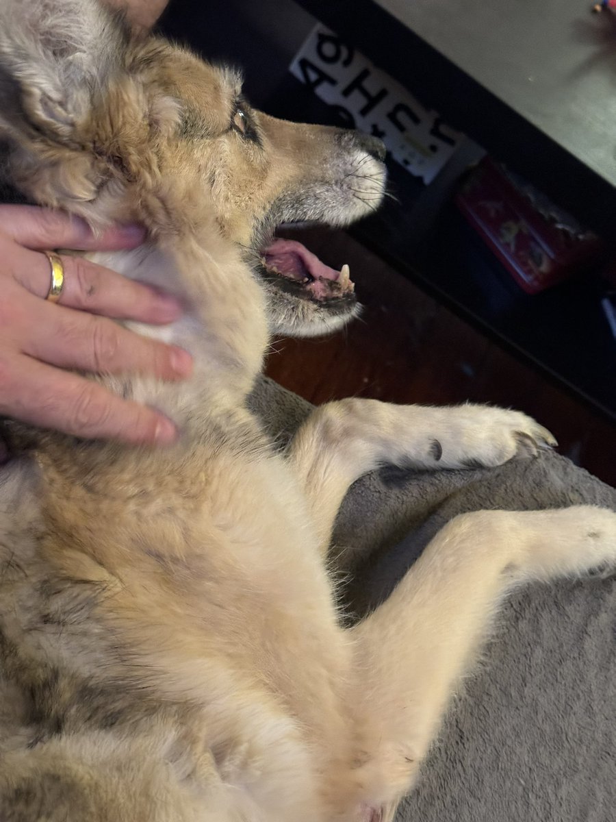 My old but oh so very sweet girl #Mila can’t jump onto the couch anymore. Tonight I lifted her up to sit with me, and she loved it. Gonna do this more often.