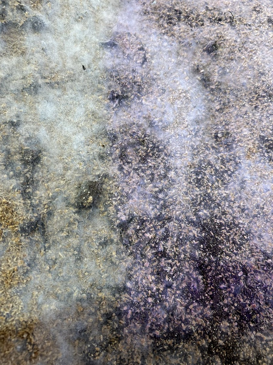 leafmoldlap's tweet photo. Effective Microorganisms being introduced via Bokashi

Pictured here is bokashi working as a stellar microbial soil inoculant. This is 3 days following a bokashi top-dress.

#soil #bokashi #composting #urbanfarming #microbes #bacteria #mycelium https://t.co/8aAvgwJzPJ