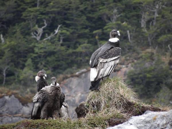 MaxMoralesChile's tweet image. Aca están las fotos de un #Condor y #Pinguino que tome en #ParqueKarukinka en mi ultima travesia como #winespecialist del Crucero National Geographic Explorer en la #Patagonia #Fotografo #Photographer #NatGeoExplorer @LindbladExp