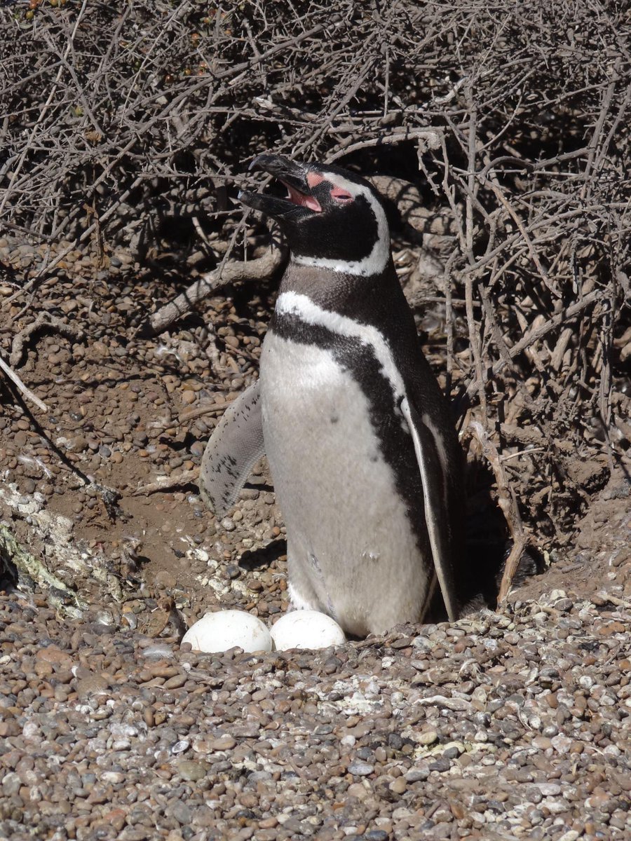 MaxMoralesChile's tweet image. Aca están las fotos de un #Condor y #Pinguino que tome en #ParqueKarukinka en mi ultima travesia como #winespecialist del Crucero National Geographic Explorer en la #Patagonia #Fotografo #Photographer #NatGeoExplorer @LindbladExp