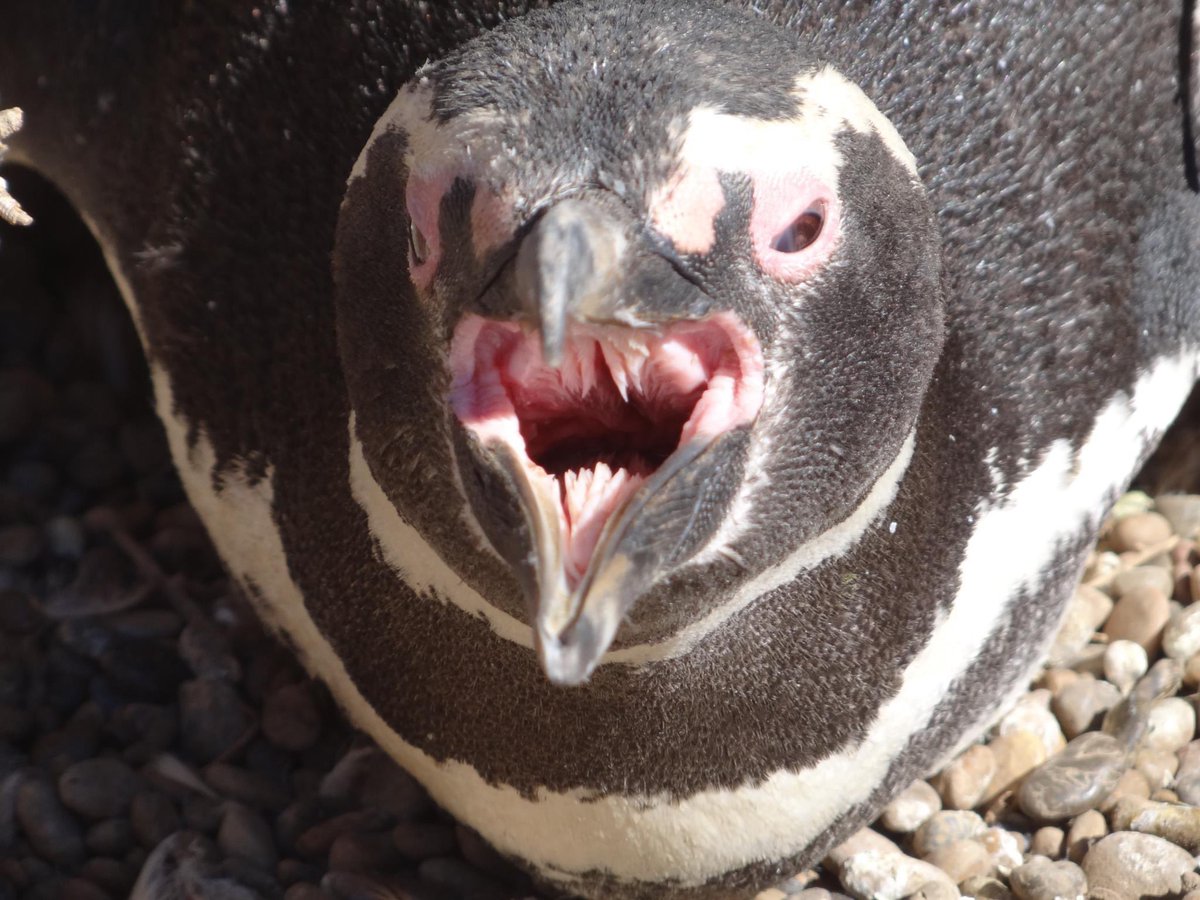 MaxMoralesChile's tweet image. Aca están las fotos de un #Condor y #Pinguino que tome en #ParqueKarukinka en mi ultima travesia como #winespecialist del Crucero National Geographic Explorer en la #Patagonia #Fotografo #Photographer #NatGeoExplorer @LindbladExp