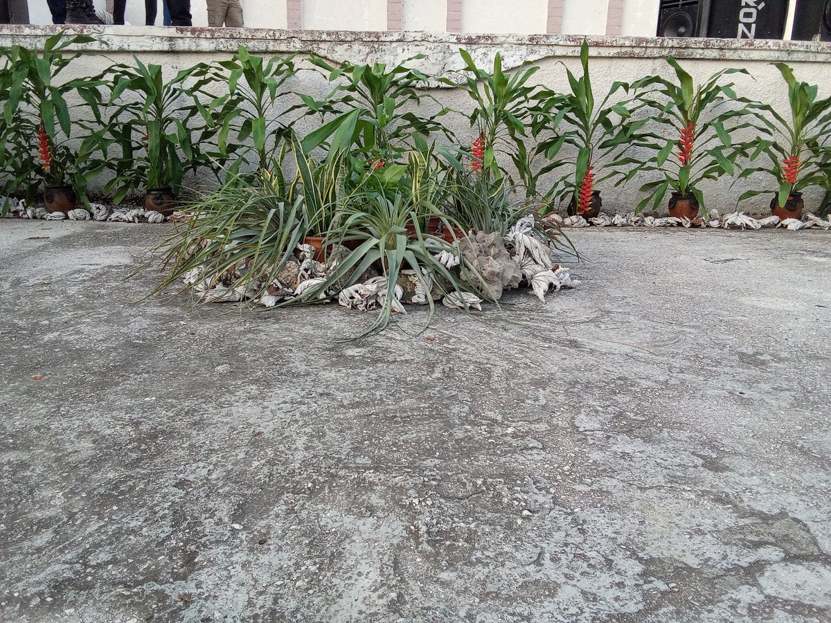 El Jardín Botánico Cupaynicú, El Más Natural de Cuba dando su aporte en la Decoración de la Plaza Calixto García de Guisa para el Acto por el 26 de Julio. #Modo26deJulio