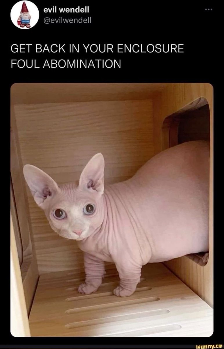 PunchingCat's tweet photo. https://t.co/7XD6LWZy46