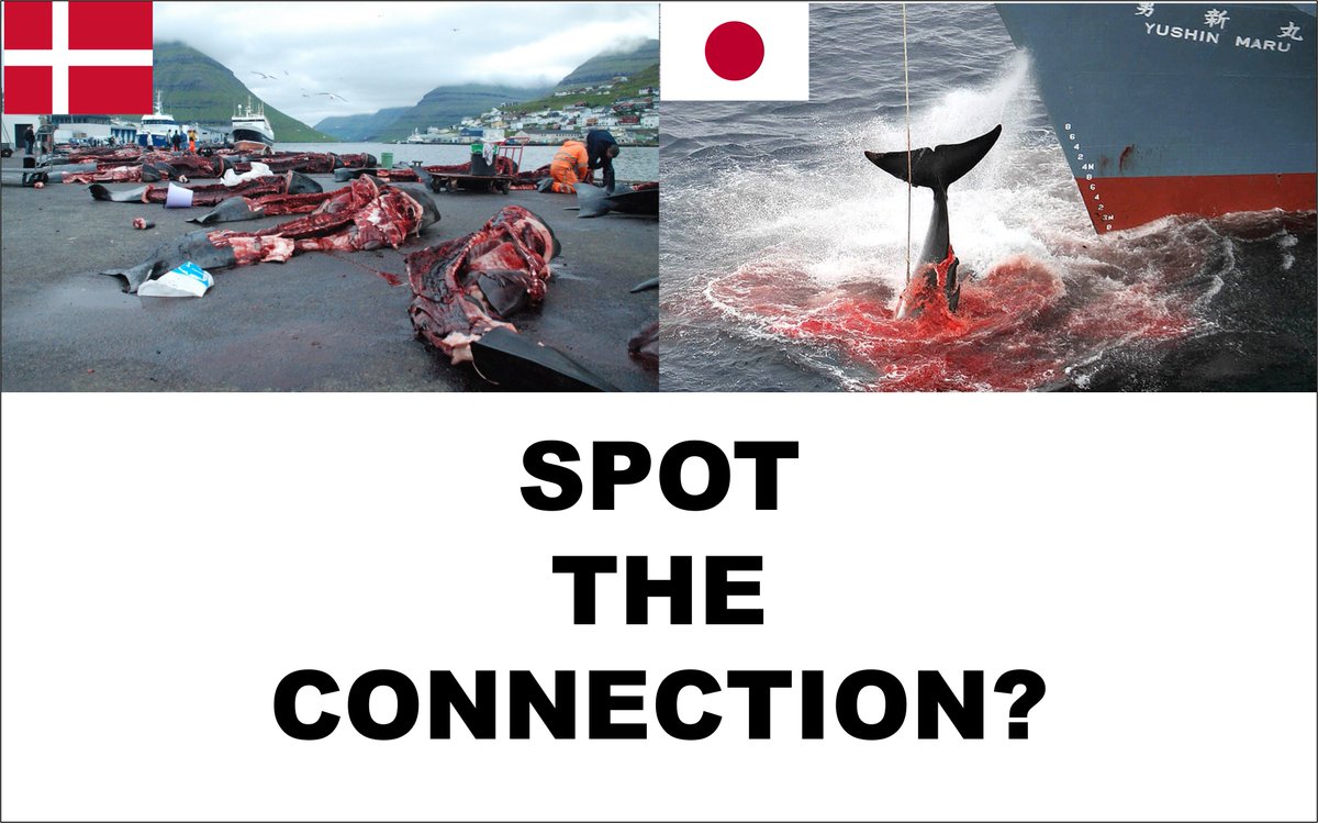 Japan &amp; Denmark both indulge in a barbaric crime against nature and now in attempting to silence activists #ShameonJapan 🇯🇵 #ShameonDenmark 🇩🇰 #FreePaulWatson